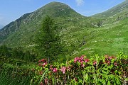 13 Rododendri in fiore con Monte Busna (2136 m)